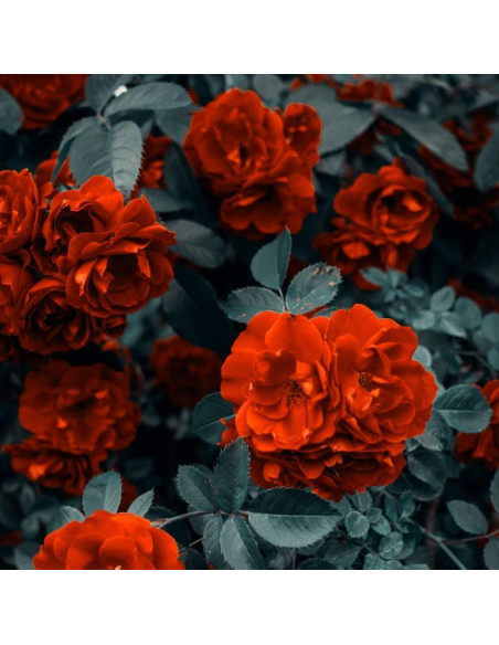 SPARK Kolczyki Flora z czerwonymi kryształami w srebrze 925