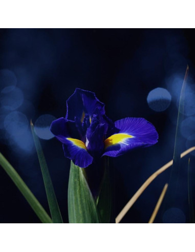 Kolczyki Flora z niebieskimi...