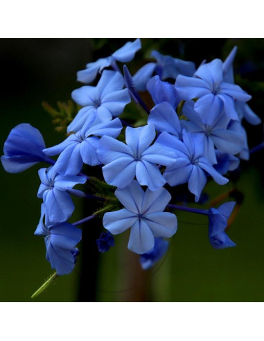 Kolczyki Flora z niebieskimi...