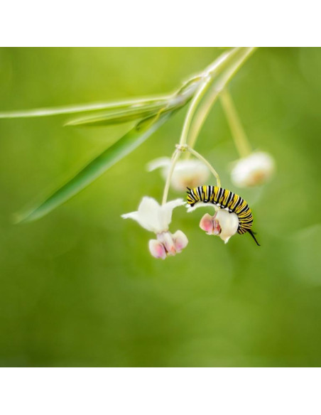 Naszyjnik Flora marki SPARK z zielonymi kryształami w srebrze 925