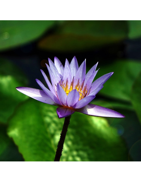 Naszyjnik Flora marki SPARK z fioletowych kryształów i pozłacanego srebra 925