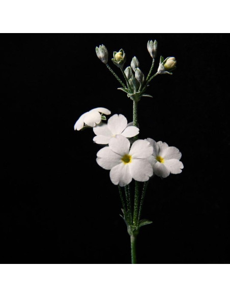 Naszyjnik Flora z białych i czarnych kryształów, pozłacane srebro | SPARK